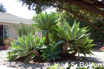 A clump of foxtail agave beginning to elongate, in preparation for blooming