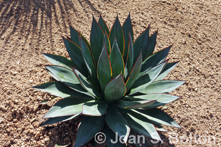 Blue Glow agave mulched with California Gold gravel