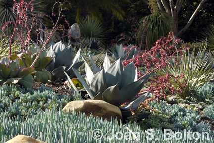 Agave celsii hybrids in a sea of spiky succulents