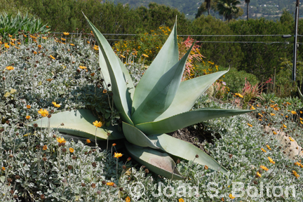 Agave guiengola surrounded by orange African daisies