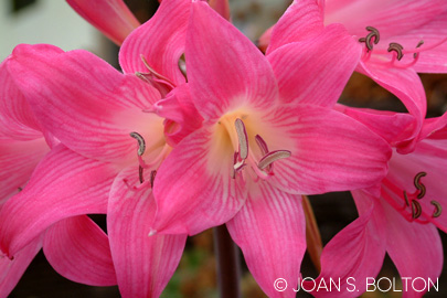 This hybrid amaryllis blooms in a gloriously gaudy shade of pink.