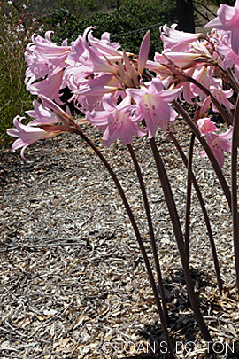 These blushing beauties rise, naked from the earth, in a more demure shade of pink.