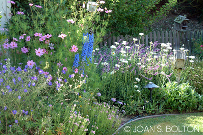 In addition to receiving water via drip irrigation, these uber-thirsty annuals and perennials scavenge water that migrates away from the neighboring lawn.