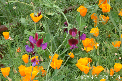 What's not to love about California poppies, here mixed with annual sweet peas?