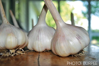 California Early garlic bears a subtle flavor.