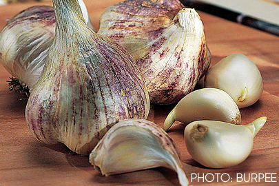 Break apart the cloves for planting this Early Italian garlic.