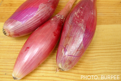 Italian Red Torpedo heirloom onions