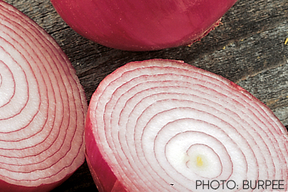 Count the rings on these Stockton Red onions. Yes, there are 13!