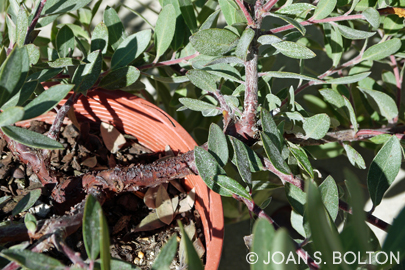 Still in its pot, and this Pacific Mist manzanita (Arctostaphylos 'Pacific Mist') is already revealing its characteristic, gnarled red bark.
