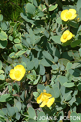 Island bush poppy (Dendromedon) flourishes on our sunny, local hillsides.