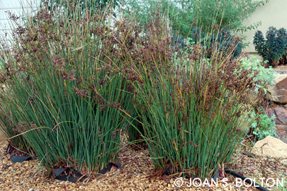 This pair of Elk Blue California gray rush (Juncus patens 'Elk Blue') are further along than mine, but show the beautiful blue-gray foliage and pops of dried, rustling seed heads.