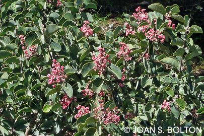 Pretty in pink, pink-flowering sumac (Rhus lentii) is one of my new favorite California native plants.