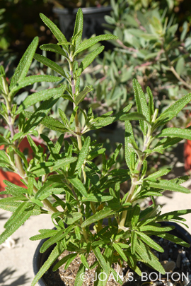 While it's not much to look at yet, this Santa Rosa Island sage (Salvia brandegei) should...