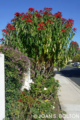 Soaring twice as tall as the stucco wall, this poinsettia has taken on tree-like proportions alongside roses and cascading purple lantana.