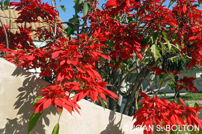 Poinsettias provide brilliant winter color outdoors in this Santa Barbara neighborhood.