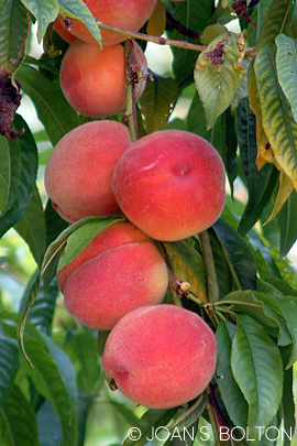 May Pride peaches require 150 to 200 chill hours. They are early bearing and produce sweet, smooth-textured, medium-size fruit that is easy to peel and has freestone pits inside. 
