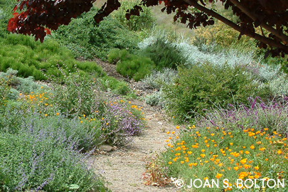 This casual garden is filled with very low-water California native and Mediterranean plants, including California poppies, catmint (Nepeta), blanket flower (Gaillardia), Mexican sage (Salvia leucantha), Waverly sage (Salvia 'Waverly'), green santolina (Santolina rosmarinifolia), artemisia, ceanothus and dusty miller (Centaurea).