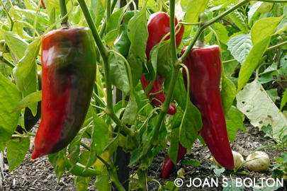 Sweet Italian Long peppers are photogenic in the garden and beautiful on the plate.