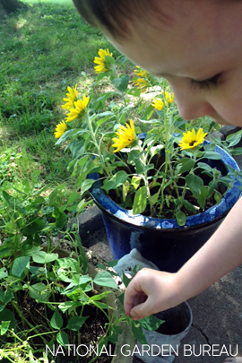 Green beans and sunflowers are both easy to grow.