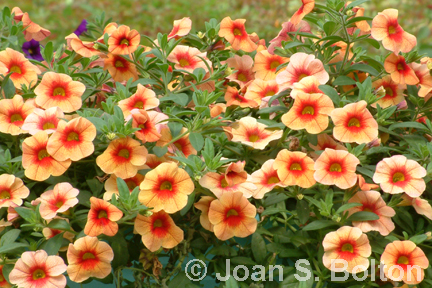 Welcome Spring With Nonstop Perennial Color - Santa Barbara Garden Design -  Joan S Bolton