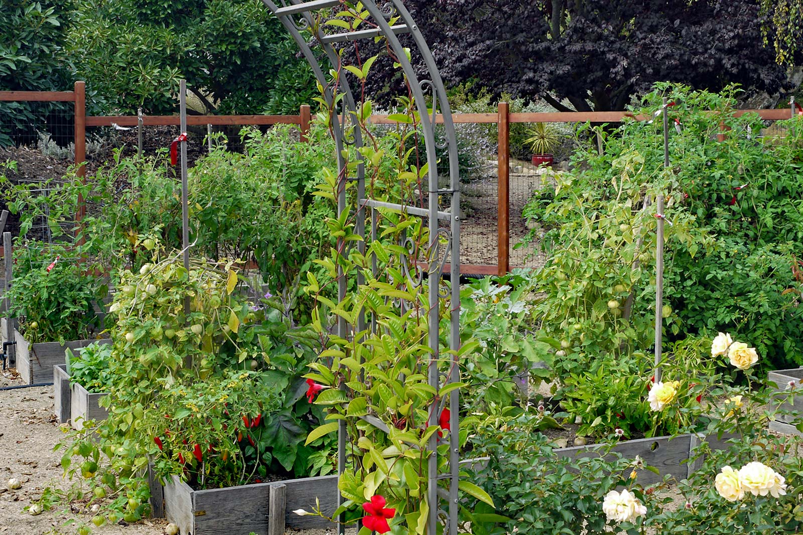 A Hyper-Local Garden: This is My Garden - How About Yours?