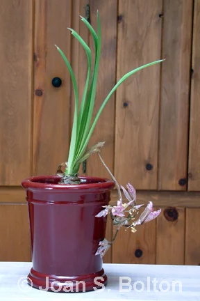 Amaryllis02b