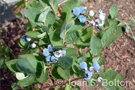 BlueberryJubilee01sm