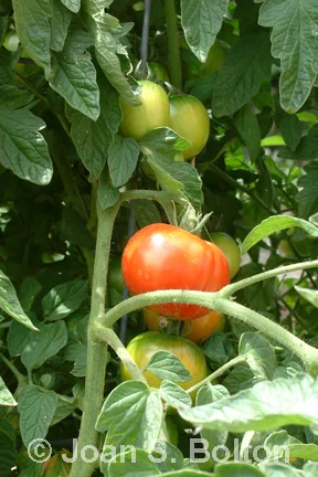 TomatoBushEarlyGirl02sm