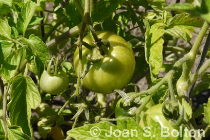 Photo credit: Joan S. BoltonEarly Girl tomato