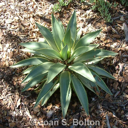 Photo credit: Joan S. BoltonJoel Hoak agave(Agave 'Joel Hoak')