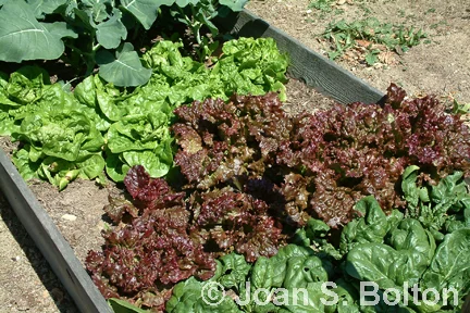 Lettuce20