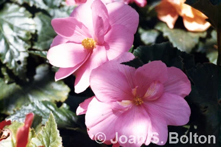 Photo credit: Joan S. BoltonPInk tuberous begonia
