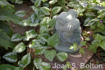 Photo credit: Joan S. BoltonSpotted nettle(Lamium)
