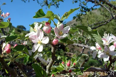 The first delicate blossoms of a Dorsett Golden apple tree appear in late winter.