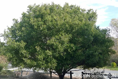 Our beautiful coast live oaks are at risk from the drought and will benefit from deep, wintertime watering.