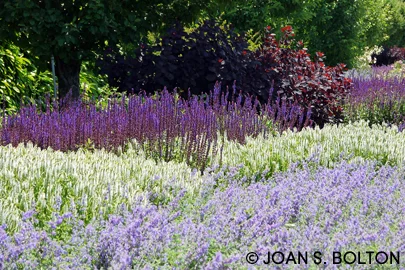 Colorful bands of catmint (Nepeta) in the foreground and erect, white and purple sage (Salvia) provide exuberant color in this waterwise garden.